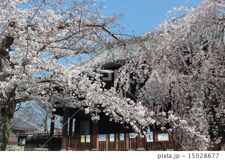 京都　立本寺の桜 15028677