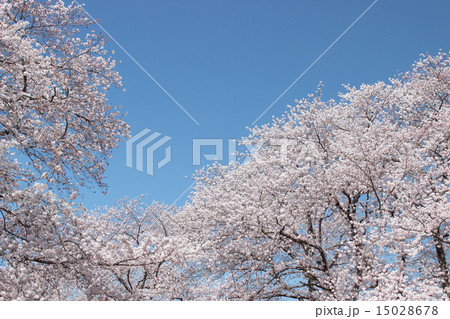 満開の桜と青空 15028678