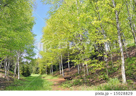 Green forest Green forest 15028829