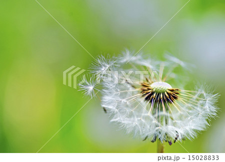 macro dandelion macro dandelion 15028833