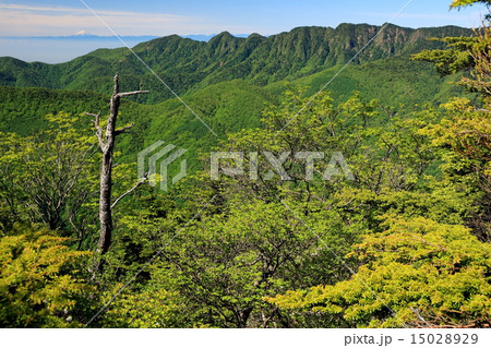 新緑の庚申山から袈裟丸山と富士山遠望 15028929