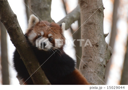レッサーパンダ 15029044