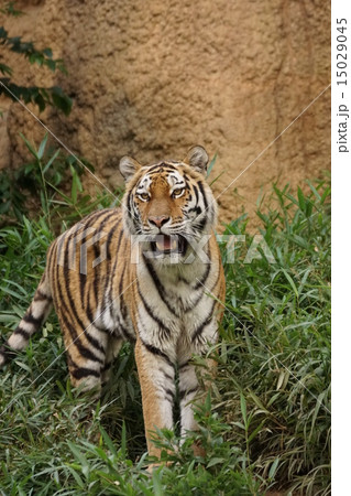 アムールトラ アムールトラ 15029045