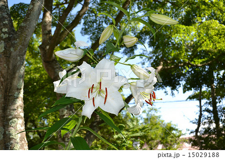 ヤマユリ ヤマユリ 15029188