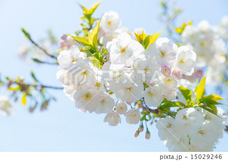 白妙 （シロタエサクラ） 15029246