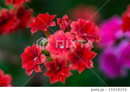 カランコエ 15029250