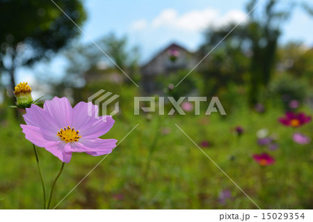 コスモス２ 15029354