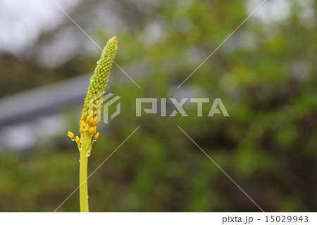 ブルビネラの蕾と雨雫 ブルビネラの蕾と雨雫 15029943