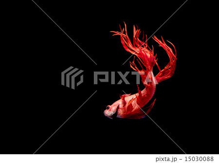 Fighting Fish,Beautiful Betta splendens Fighting Fish,Beautiful Betta splendens 15030088