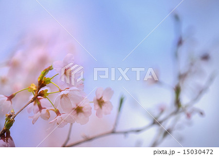 桜咲く頃 15030472