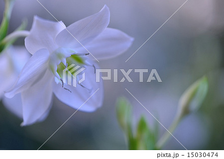 白い花(ユーチャリス) 白い花(ユーチャリス) 15030474