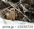 ニホンイタチ ニホンイタチ 15030720