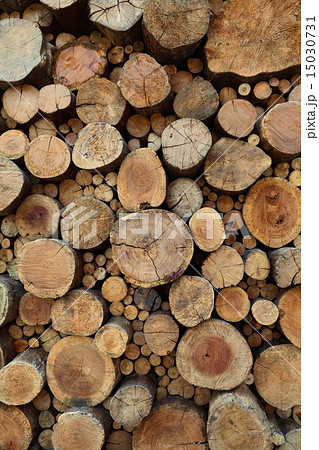 Teak wood stump background Teak wood stump background 15030731
