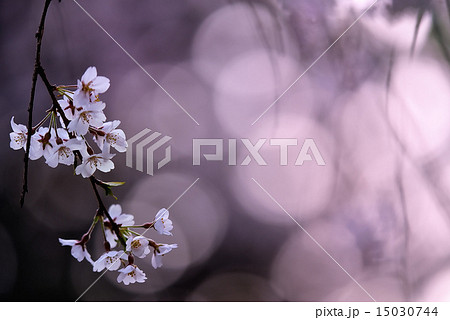 早春の光と桜 早春の光と桜 15030744