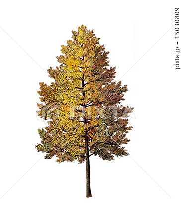 カラマツ(唐松)の手書きイラスト 15030809