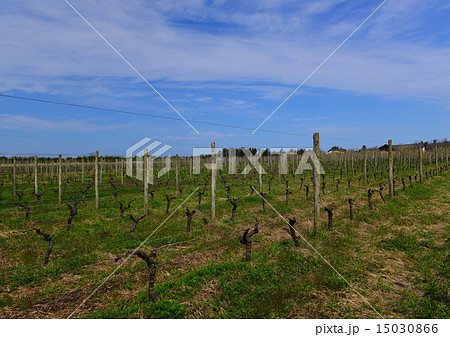新潟市のぶどう園 15030866