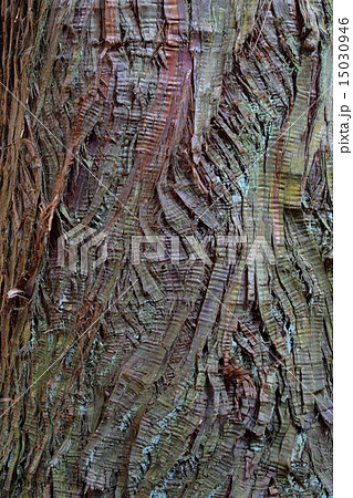杉の樹皮 15030946