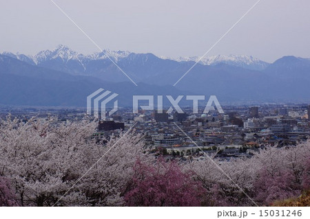 残雪の北アルプスと桜 残雪の北アルプスと桜 15031246