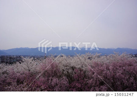 残雪の北アルプスと桜 残雪の北アルプスと桜 15031247