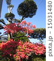 木々 15031480