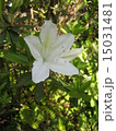 花 15031481