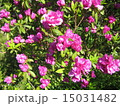 花 15031482