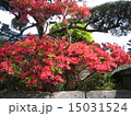 木々 15031524