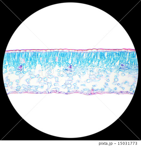 Winter Jasmine leaf under a microscope 15031773