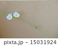 プチ花　 15031924