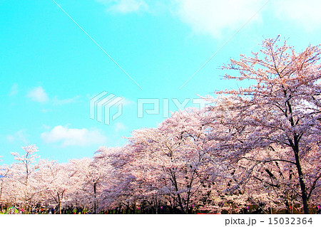 赤城南面千本桜(ソメイヨシノ) 赤城南面千本桜(ソメイヨシノ) 15032364
