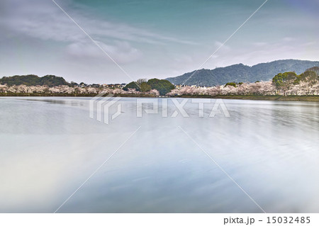 立岡自然公園 全国お花見900景 立岡自然公園 全国お花見900景 15032485