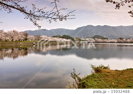 立岡自然公園 全国お花見900景 立岡自然公園 全国お花見900景 15032488
