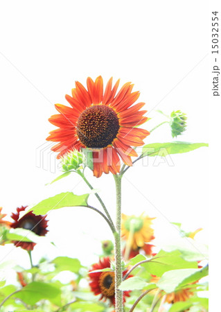 太陽に笑顔６ 15032554