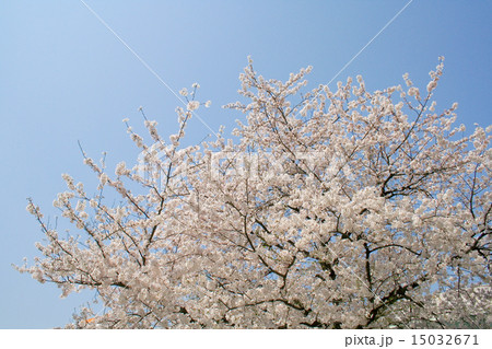 日本橋 - 満開の桜 15032671