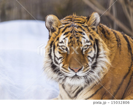 トラ(アップ) トラ(アップ) 15032806