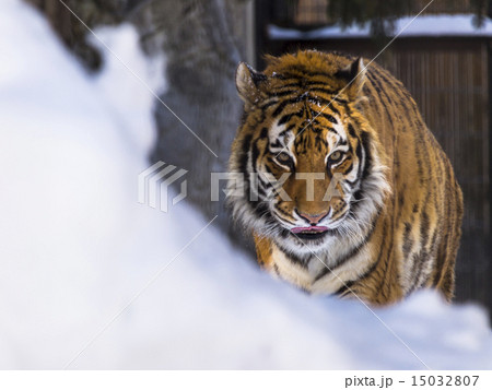 トラ(歩行) 15032807