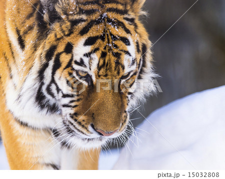 トラ(上目) 15032808