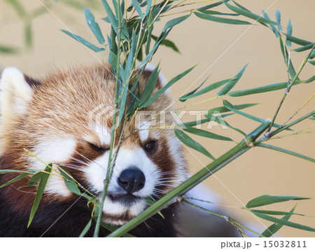 レッサーパンダ(食事) 15032811