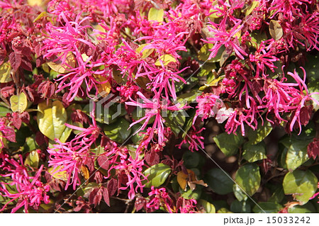 ベニバナトキワマンサク 15033242