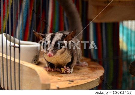 カメラ目線のフクロモモンガ カメラ目線のフクロモモンガ 15033415