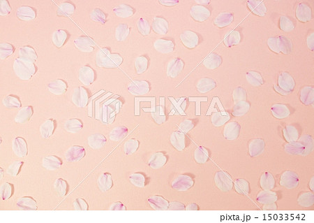 プレゼント背景素材・桜の花びらのオブジェ・ピンクバック横位置花びらアップ 15033542