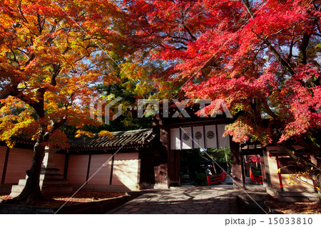 今宮神社の紅葉 今宮神社の紅葉 15033810