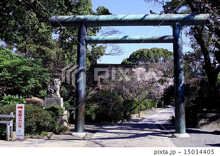 春に日に 15034405