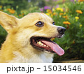 お花とコーギー 15034546