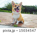 公園大好き 15034547