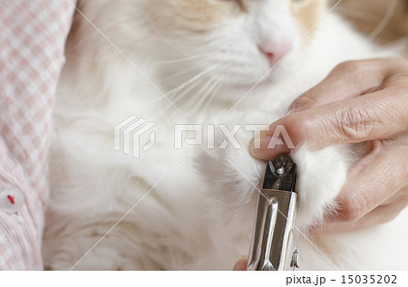 猫の爪切り 猫の爪切り 15035202