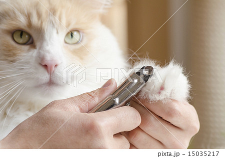 猫の爪切り 猫の爪切り 15035217