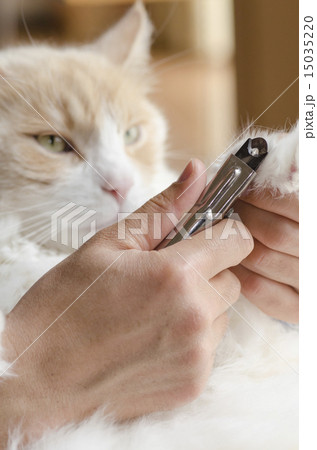 猫の爪切り 猫の爪切り 15035220