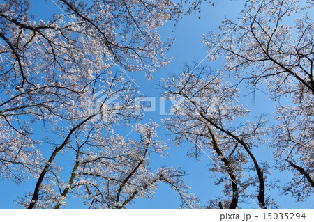 桜の木々 15035294