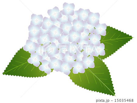 白い紫陽花のイラスト素材